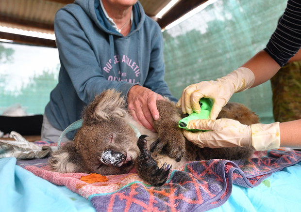 Incendi Australia, dopo l’inferno restano solo 35.000 Koala