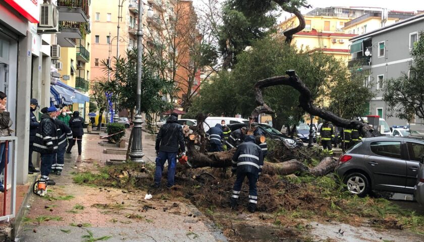 Salerno, albero scampato alla tromba d’aria di settembre si abbatte su un’auto a Torrione