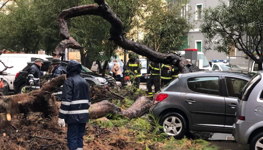 Maltempo, albero abbattuto a Torrione: interrogazione di Roberto Celano