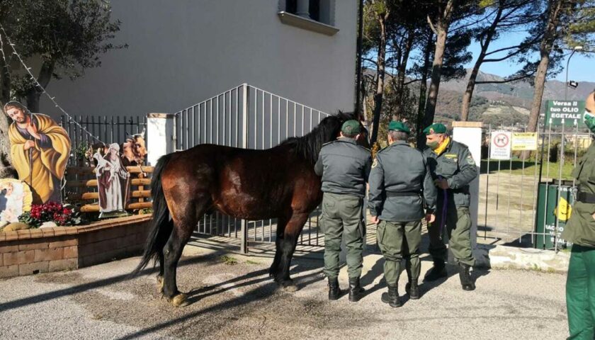 Salerno, l’Anpana salva cavallo nel territorio di Brignano