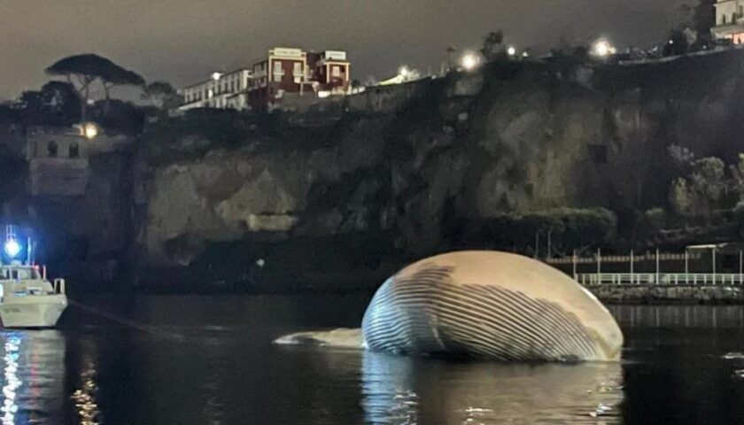 RECUPERO DELLA BALENA RINVENUTA A SORRENTO, ESEGUITA L’AUTOPSIA