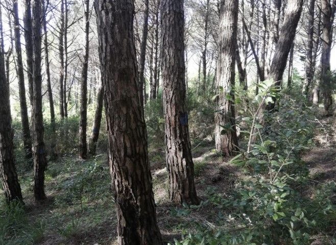 Nel bosco di Acerno tagli irregolari di alberi, scatta il sequestro