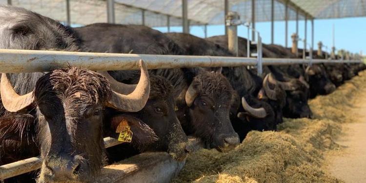 A Giungano sigilli a un allevamento di bufale abusivo