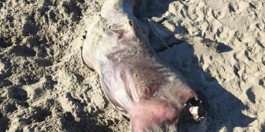 Paestum, rinvenuto in spiaggia cadavere di bufalino