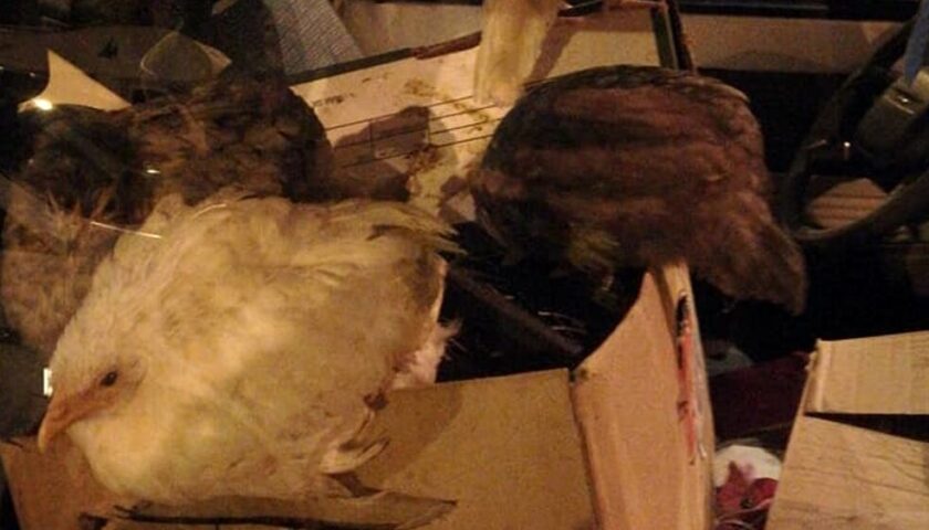 Galline in auto per una giornata nel parcheggio di Torrione, interviene l’Anpana di Salerno