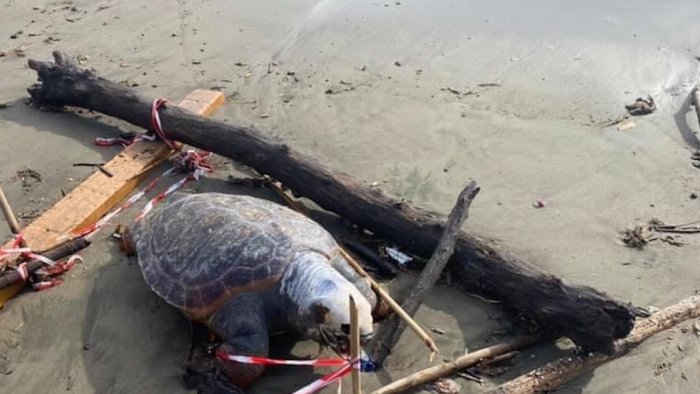 Tartaruga morta rinvenuta sulla spiaggia di Santa Teresa a Salerno