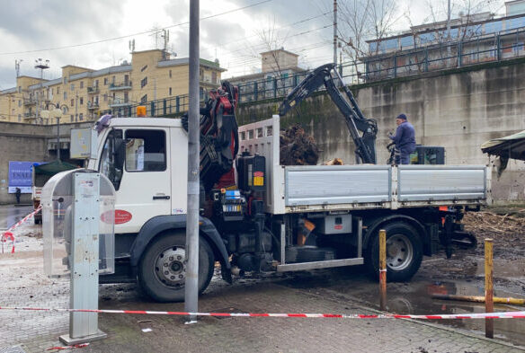 Caduta albero a Salerno, il Codacons: “La città sembra una foresta tropicale”