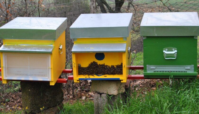 Furto d’api a Sicignano degli Alburni, ladri in fuga con 10 cassette per produrre miele