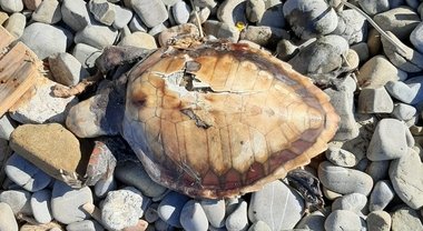 Tartaruga caretta caretta trovata morta sul litorale a San Mauro Cilento