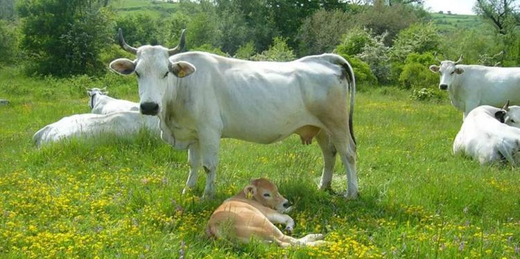 Scalciato da una mucca, 36enne di Sanza ricoverato con diverse fratture al volto
