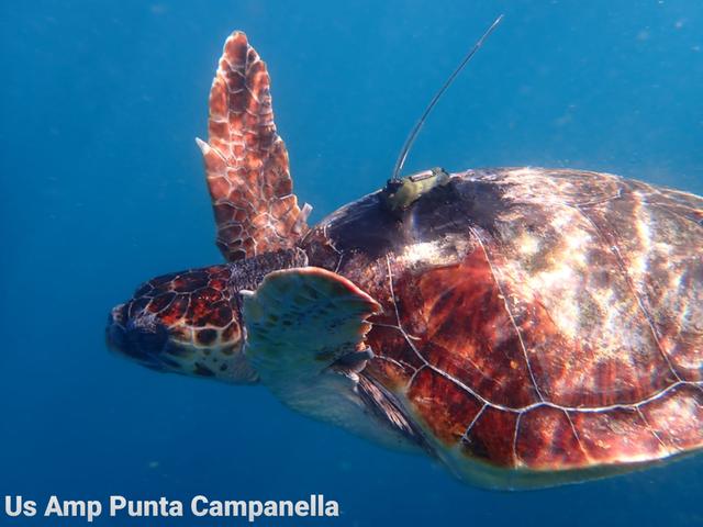 Tartarughe liberate nel mare di punta Campanella