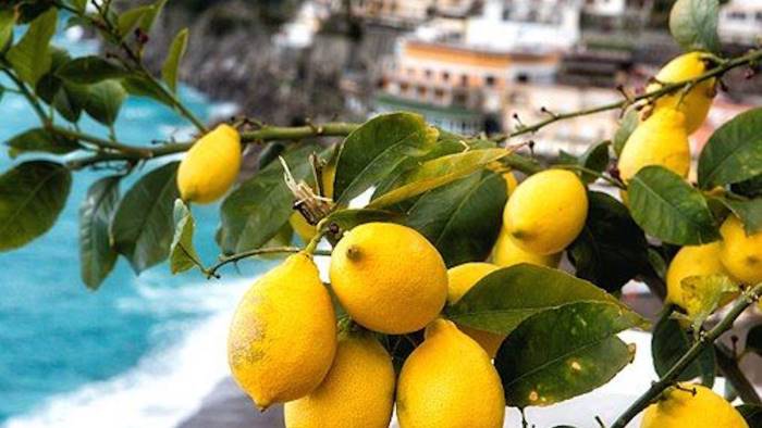 Costituito il distretto per il limone Igp costa d’Amalfi