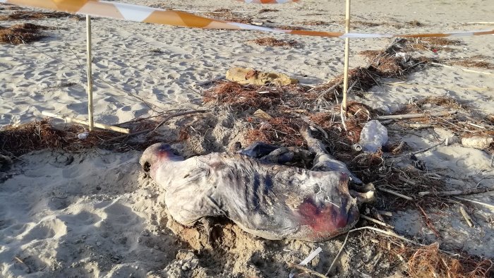 Capaccio/Paestum: carcassa di bufalina non ancora rimossa dalla spiaggia, è polemica