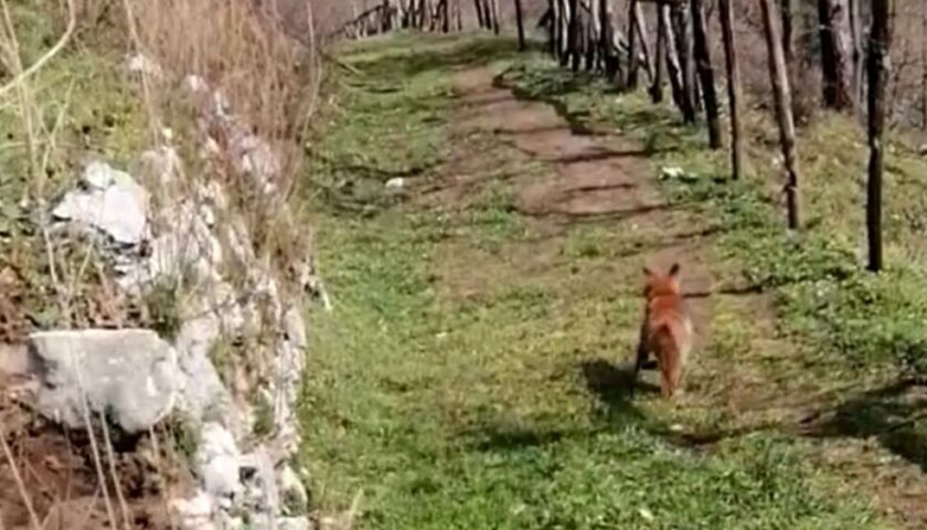 Volpe colpita alla testa, salvata dai carabinieri a Sarno e liberata