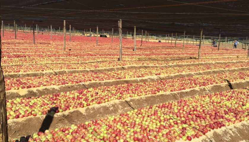 Federazione Regionale degli Ordini dei Dottori Agronomi e Dottori Forestali della Campania, nomina per il salernitano Maisto