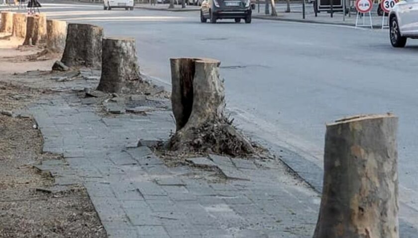 SALERNO, IL CODACONS: “ALBERI NON MALATI VENGONO ABBATTUTI: DOVE SONO LE AUTORIZZAZIONI?”