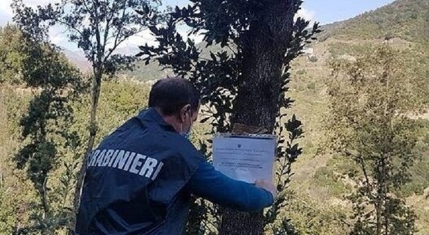 Taglia legna, ramo lo colpisce alla testa: grave al Ruggi un 48enne salernitano