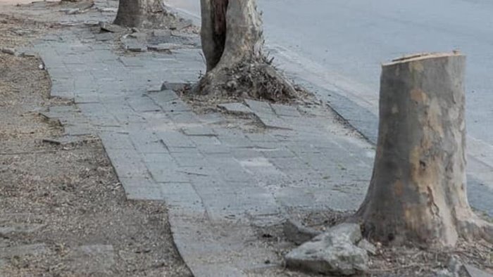 Salerno, alberi abbattuti. Europa Verde: “Continuiamo la nostra battaglia”