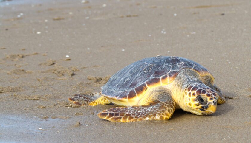 Tartaruga caretta caretta trovata morta a Vietri sul Mare