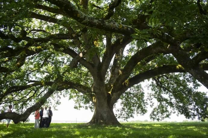 Fare Ambiente promuove la festa dell’albero e della Primavera