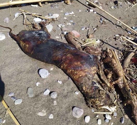 SALERNO: SIDOLI (APE), RIVENUTE TRE CARCASSE DI CANE SULLA SPIAGGIA: “URGE INASPRIMENTO PENE”