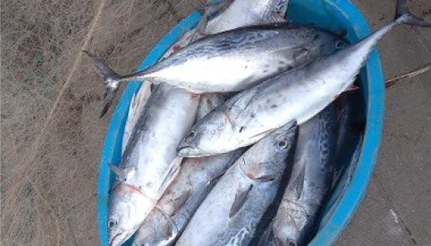 Sapri, pescatore di frodo inveisce contro guardia costiera: sequestro di 31 tonnetti e denunciato