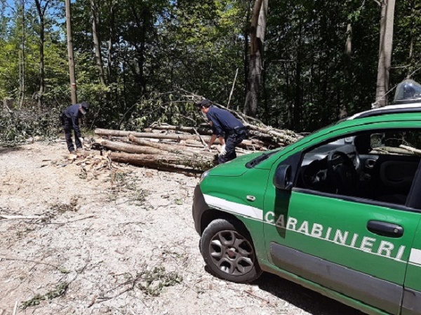 Taglio abusivo di legna, sequestro e denuncia