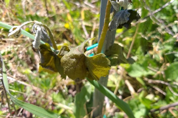 Freddo e gelate, i danni nel settore agricolo della Campania. L’analisi della Federazione Agronomi Campania