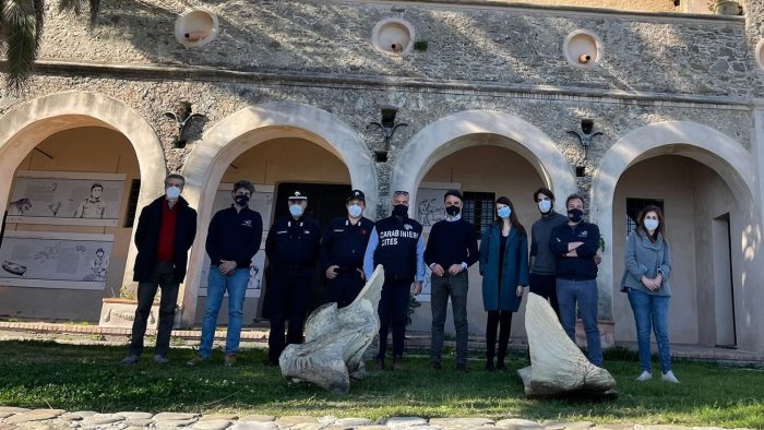 In esposizione i resti del grande cetacei ritrovato a Pollica