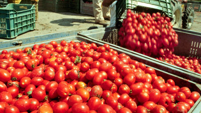 Falso pomodoro made in Italy, sequestro in Toscana al gruppo Petti