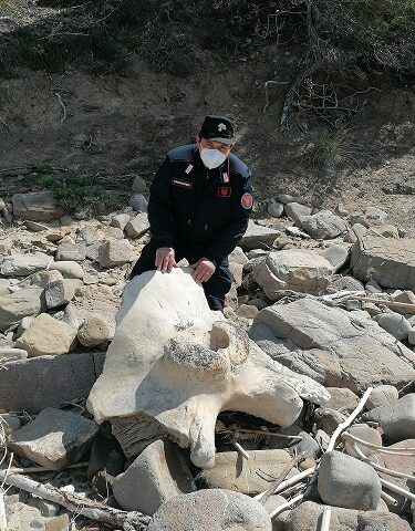 Resti del cetaceo di Montecorice trasferiti nel Museo del Mare