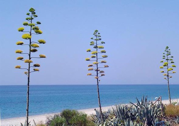 Bandiere blu, svettano Liguria e Campania