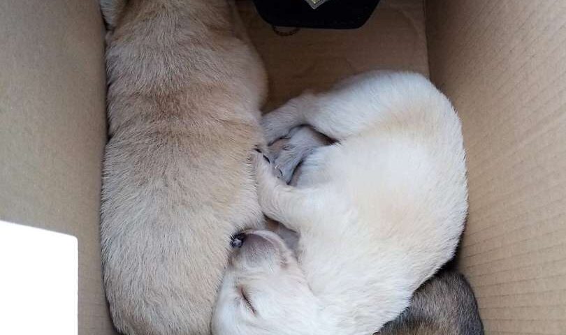 Cuccioli di cani abbandonati nel cartone, salvati dalle Guardie Zoofile Kronos ad Oliveto Citra