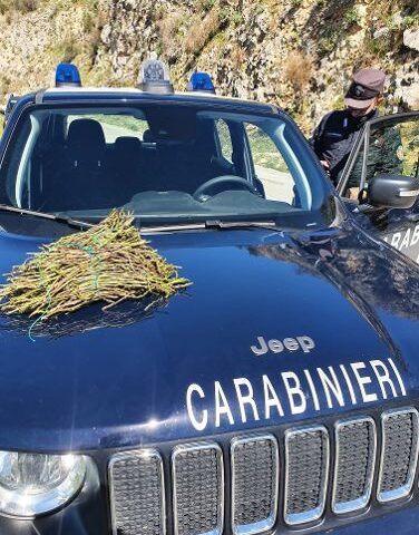 Campagna di controlli per la prevenzione degli incendi boschivi: Carabinieri Forestali sequestrano 87 kg di asparago selvatico