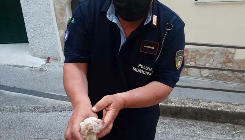 Giffoni Sei Casali, cuccioli di cane nel sacchetto di plastica: uno è morto. Il Comune: “Vergogna”