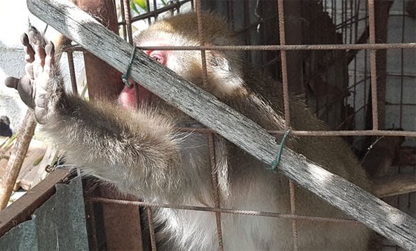 A Montecorvino Rovella liberato il Macaco giapponese tenuto in gabbia