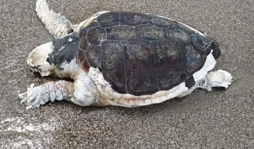 Tartaruga caretta caretta spiaggiata a Pontecagnano