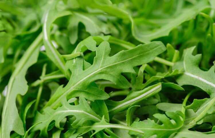 Rucola Igp Piana del Sele, arriva l’ultimo via libera