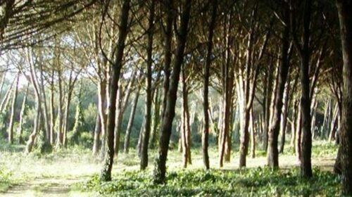 Pineta di Campolongo: la Pro Loco Eboli chiede un piano straordinario di salvaguardia e la convocazione di una conferenza di servizi