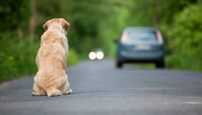 “Io credevo in te”, cortometraggio contro l’abbandono dei cani