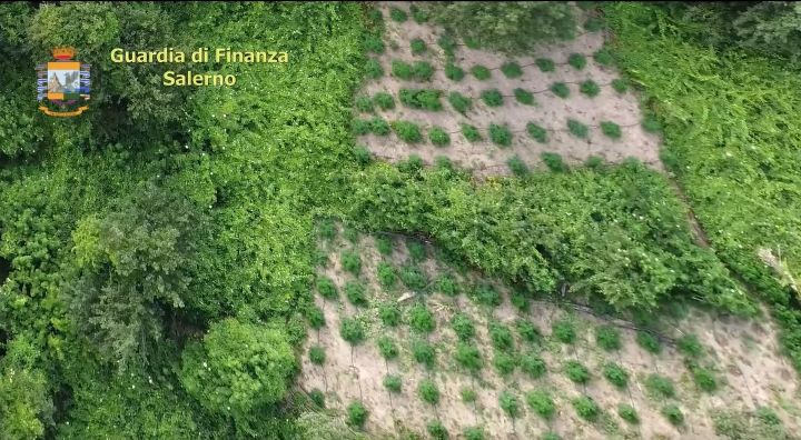 Blitz a Serre, sequestrate 470 piante di cannabis per oltre 400mila euro di guadagno: 3 arresti