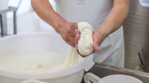 Prezzo del latte bufalino, gli allevatori contestano le dichiarazioni del Consorzio della Mozzarella: “Numeri sbagliati, guadagni più bassi”