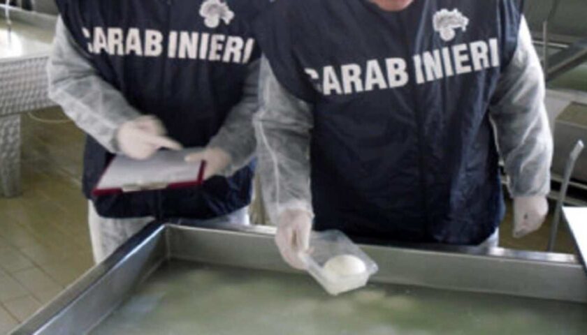 Mozzarella di vaccino spacciata per bufala da caseificio salernitano