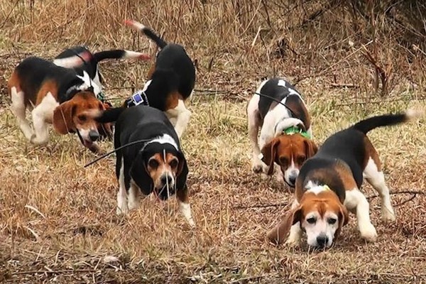 GIFFONI SEI CASALI OSPITA IL PRIMO RADUNO NAZIONALE PER CANI DA SEGUITA MEMORIAL “GIUSEPPE GIANNATTASIO”