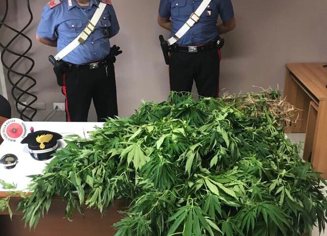 Piantagione di marijuana a San Cipriano Picentino, caccia ai responsabili