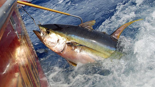 Pesca del tonno, Confcooperative: “È la fine per la flotta salernitana”