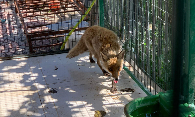 Controlli a tutela della fauna selvatica: sequestrata una volpe e tartarughe detenute illegalmente