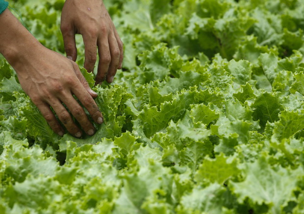 Pac: agricoltura 4.0, arriva piattaforma taglia-burocrazia