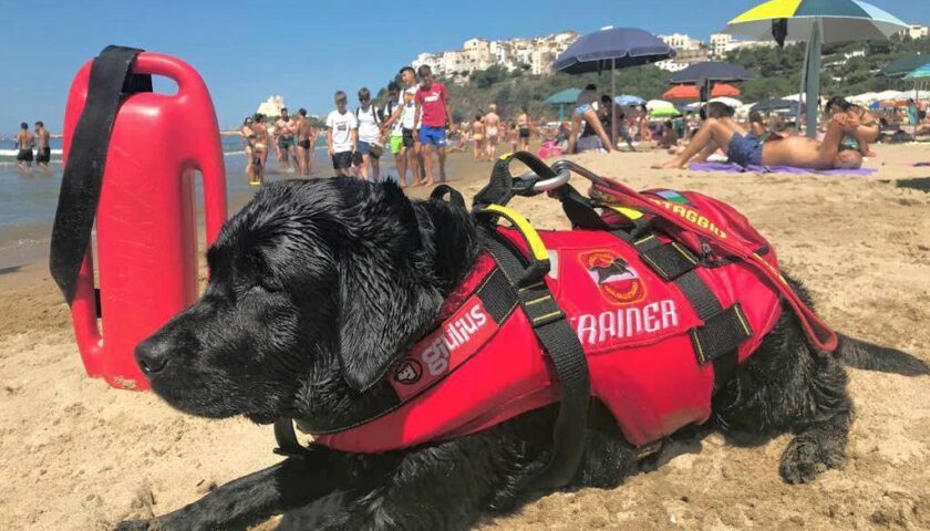 Cani bagnino salvano 14 persone tra cui 8 bambini in mare a Sperlonga