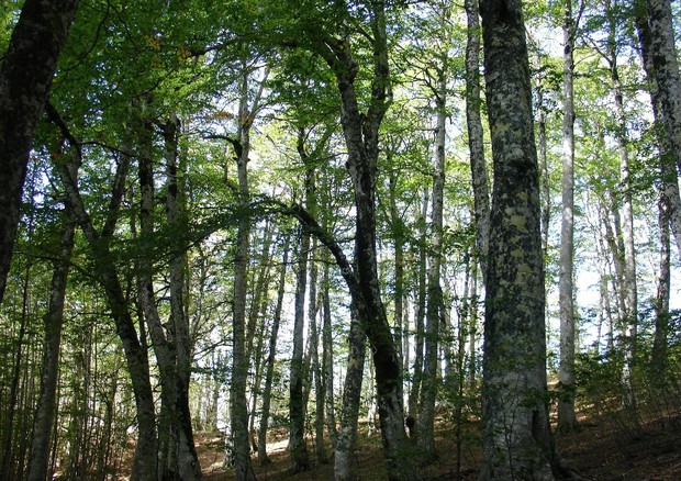 Unesco: 8mila ettari foreste italiane patrimonio umanità